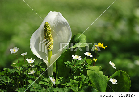 飯綱高原のむれ水芭蕉園のミズバショウとニリンソウ 飯綱高原のむれ水芭蕉園のミズバショウとニリンソウ 6169137