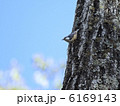 ゴジュウカラ 6169143