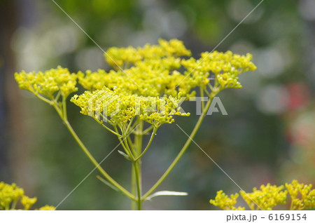 オミナエシ：女郎花 6169154