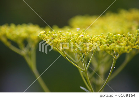 オミナエシ:女郎花 オミナエシ:女郎花 6169164