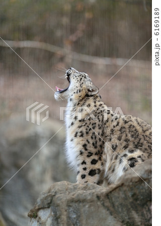 ユキヒョウ ユキヒョウ 6169189