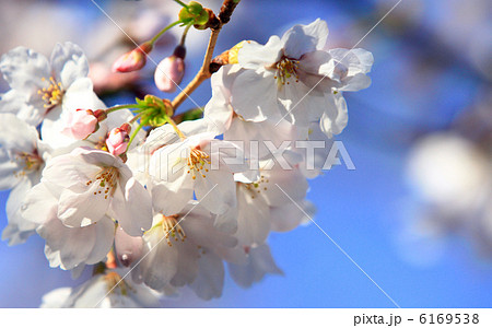 桜 6169538