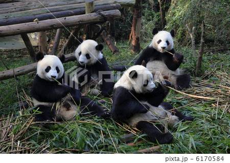 パンダ 6170584