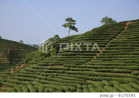 茶畑 茶畑 6170595