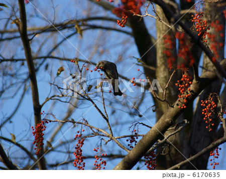 ヒヨドリ飯桐の実を食べる 6170635