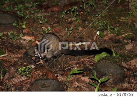 Common Palm Civet(パームシベット) Common Palm Civet(パームシベット) 6170758