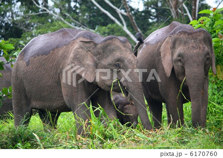 ボルネオゾウ 6170760