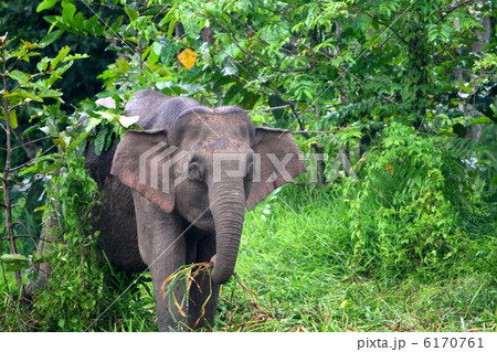 ボルネオゾウ 6170761