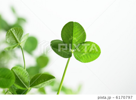 緑のクローバーのバックグラウンド 6170797
