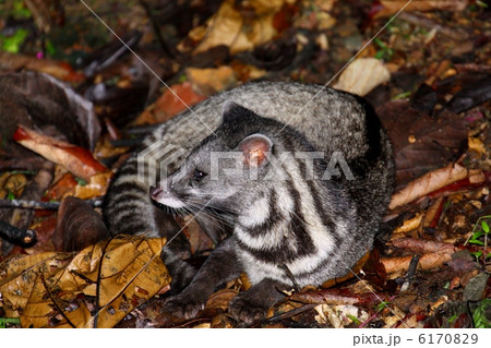 Malay Civet ジャワジャコウネコ の写真素材