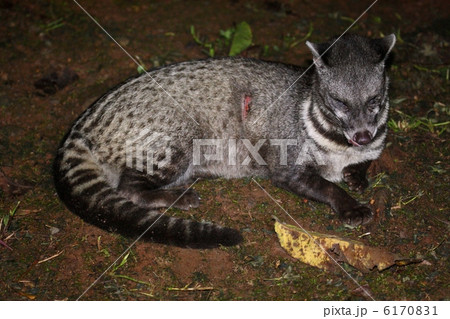 Malay Civet ジャワジャコウネコ の写真素材