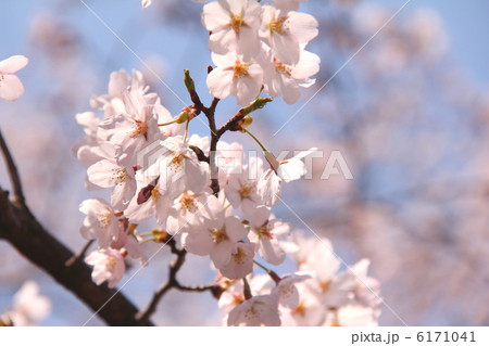 満開の桜 満開の桜 6171041