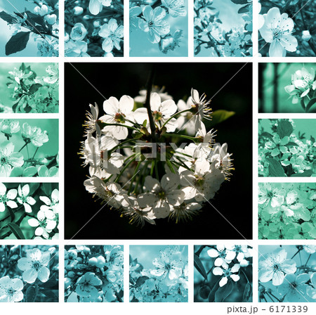 Spring trees collage 6171339