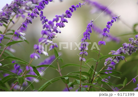 サルビア・レウカンサ（アメジストセージ） 6171399