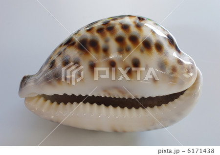 ホシダカラ ホシダカラ 6171438