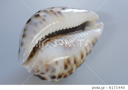 ホシダカラ 6171440
