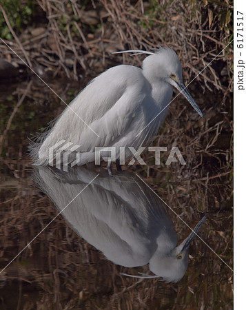 川面にその身を写して 川面にその身を写して 6171517