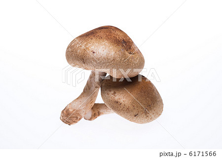 椎茸 6171566