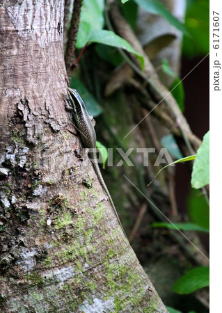 Striped Tree Skink（ヨツジマトカゲ） 6171607