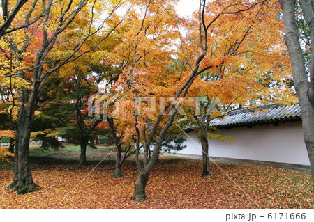 もみじとお寺 6171666