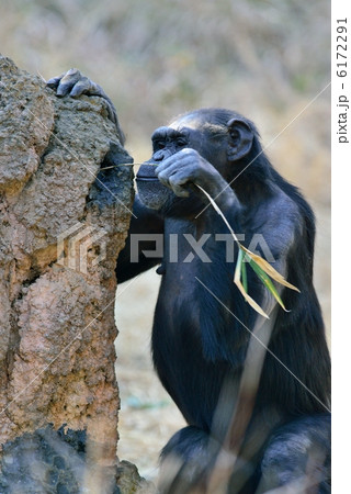 チンパンジー 6172291