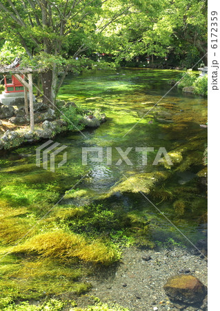 浅間大社　湧玉池 6172359