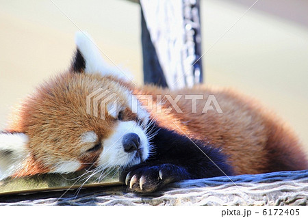 居眠りするレッサーパンダ 居眠りするレッサーパンダ 6172405
