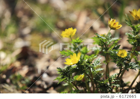 早春に咲く花　福寿草 6172665