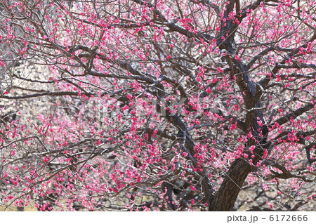 里山の春 満開の梅 里山の春 満開の梅 6172666