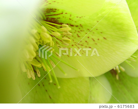 クリスマスローズの花芯 6175683