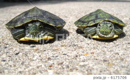 ミドリガメ 6175706