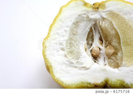 獅子柚子の断面　 6175716