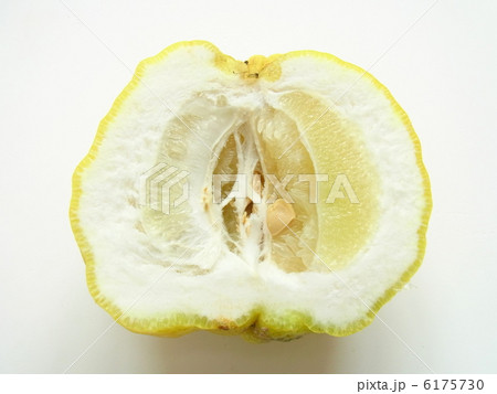 獅子柚子の断面　 6175730