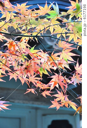 秋の横蔵寺 6177198