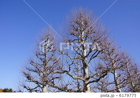 12月　プラタナス・スズカケノキ科89冬枯れ 6179775
