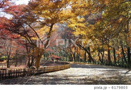 神代植物公園 神代植物公園 6179803