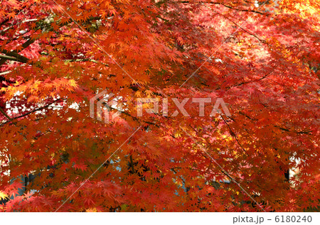 もみじ もみじ 6180240