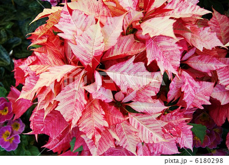クリスマスの背景素材・ピンクの斑入りポインセチア・横位置 クリスマスの背景素材・ピンクの斑入りポインセチア・横位置 6180298