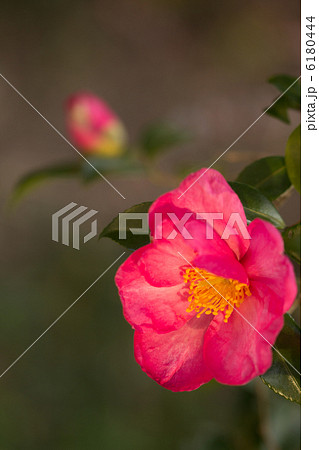 サザンカ 6180444