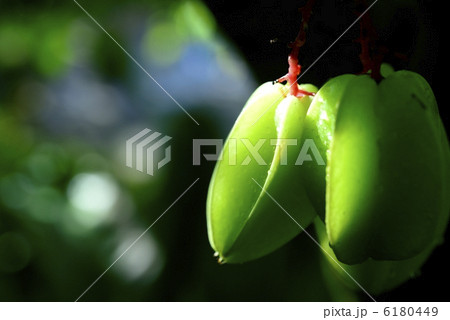 スターフルーツ スターフルーツ 6180449