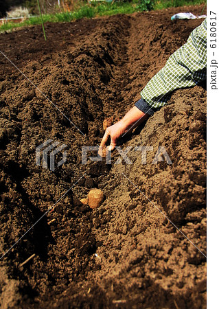 種芋をまく 6180617