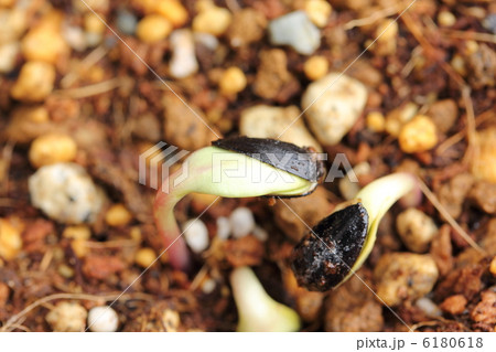 発芽（ヒマワリ） 6180618