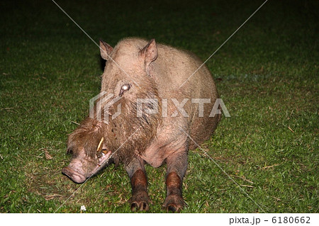 Bearded Pig（ヒゲイノシシ） 6180662
