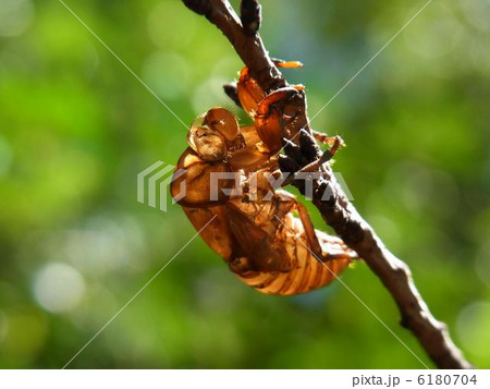 アブラゼミ アブラゼミ 6180704