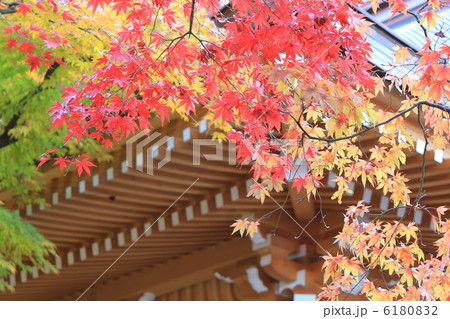 紅葉 紅葉 6180832