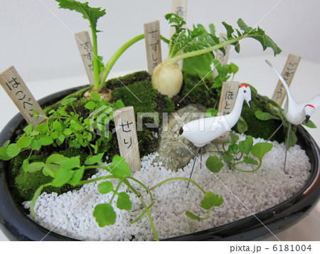 春の七草　寄せ植え 6181004