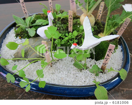 春の七草　寄せ植え 6181006