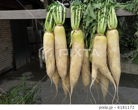 大根干し 6181172