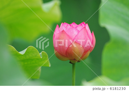 蓮華 6181230