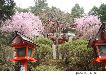 鞍馬寺 多宝塔の桜 鞍馬寺 多宝塔の桜 6181335
